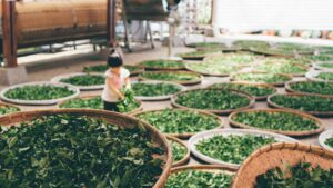 Lire la suite à propos de l’article Amateur de thé ? Le thé à Taïwan est le meilleur au monde