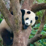 Découvrez le Zoo de Taipei : Une Aventure Captivante au Cœur de Taïwan