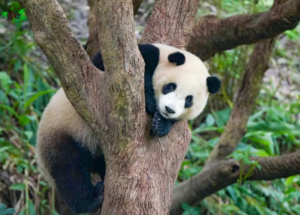 Lire la suite à propos de l’article Découvrez le Zoo de Taipei : Une Aventure Captivante au Cœur de Taïwan
