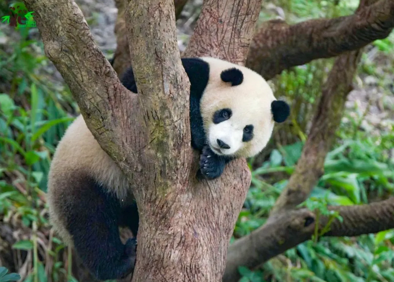 You are currently viewing Découvrez le Zoo de Taipei : Une Aventure Captivante au Cœur de Taïwan