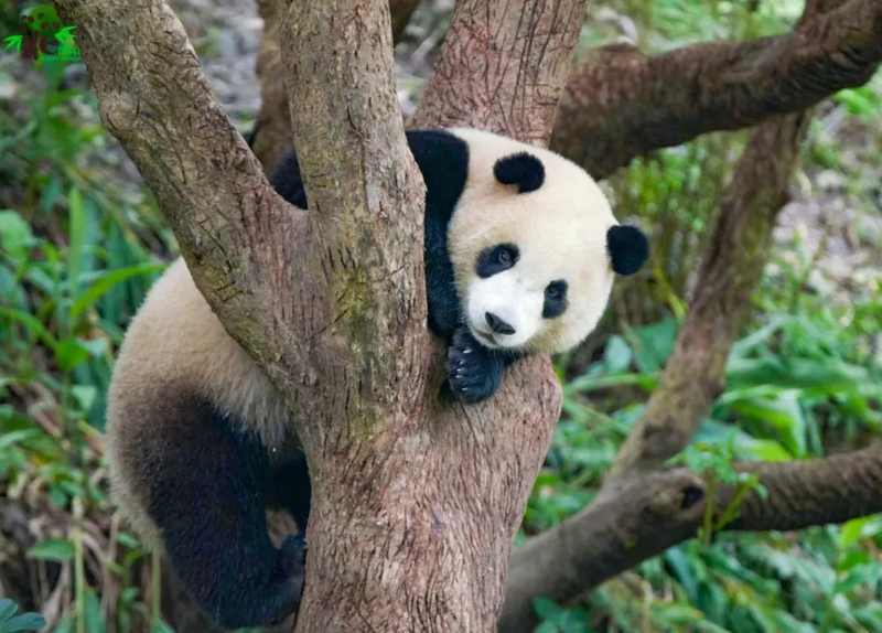 Découvrez le Zoo de Taipei : Une Aventure Captivante au Cœur de Taïwan ...