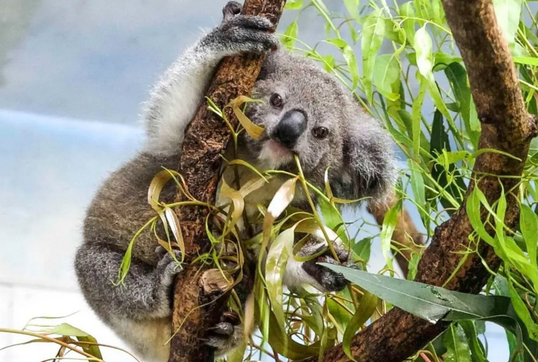 zoo de taipei koala