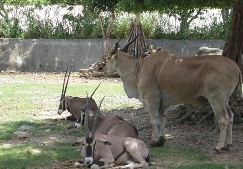 zoo de taipei gazelle
