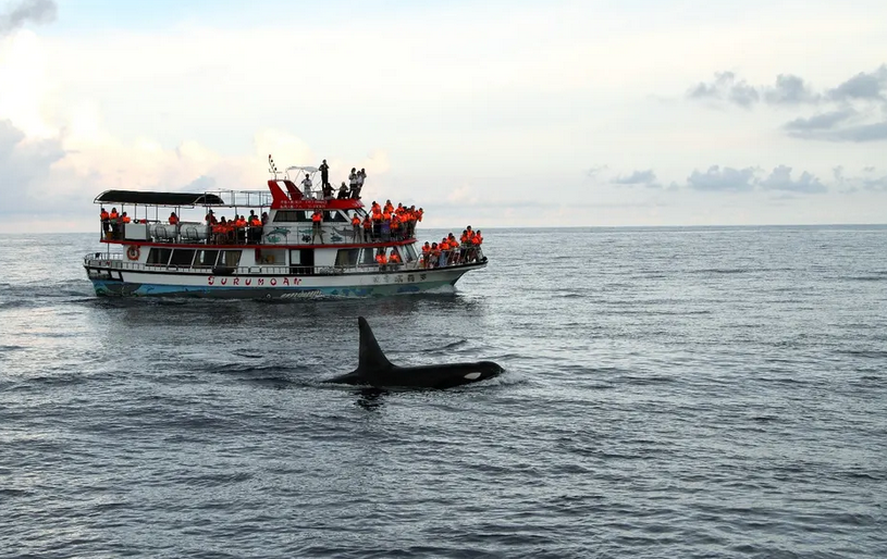 hualien baleine