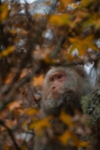 Lire la suite à propos de l’article Découvrir la Faune Unique de Taïwan : Animaux Sauvages et Endémiques