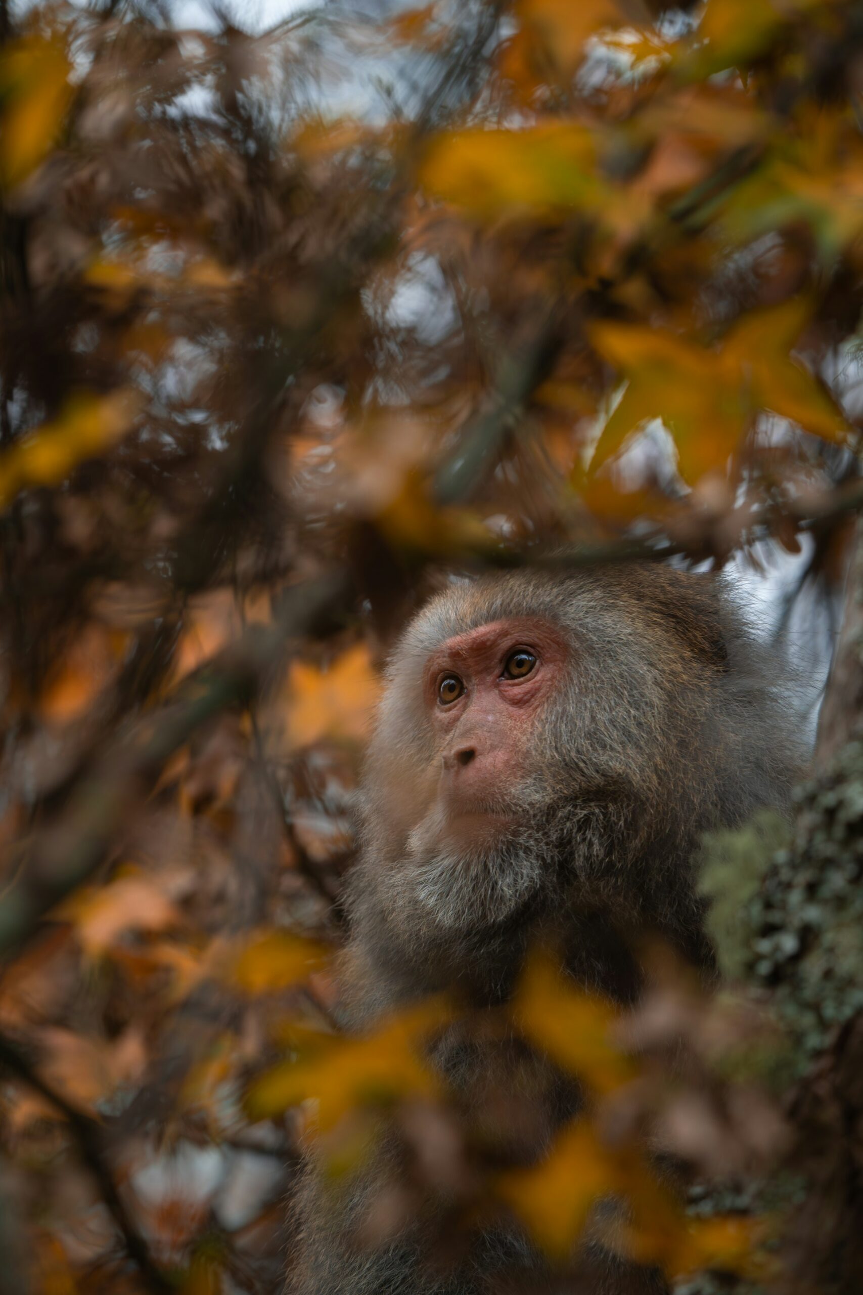 You are currently viewing Découvrir la Faune Unique de Taïwan : Animaux Sauvages et Endémiques