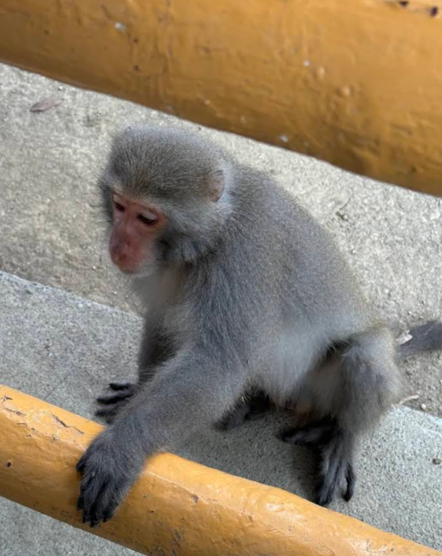 animaux randonnée kaohsiung