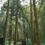 Que faire à Alishan : mon expérience et les incontournables à ne pas manquer