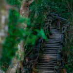 Découvrir Taichung : Entre Brumes de Bambous et Couleurs Éclatantes