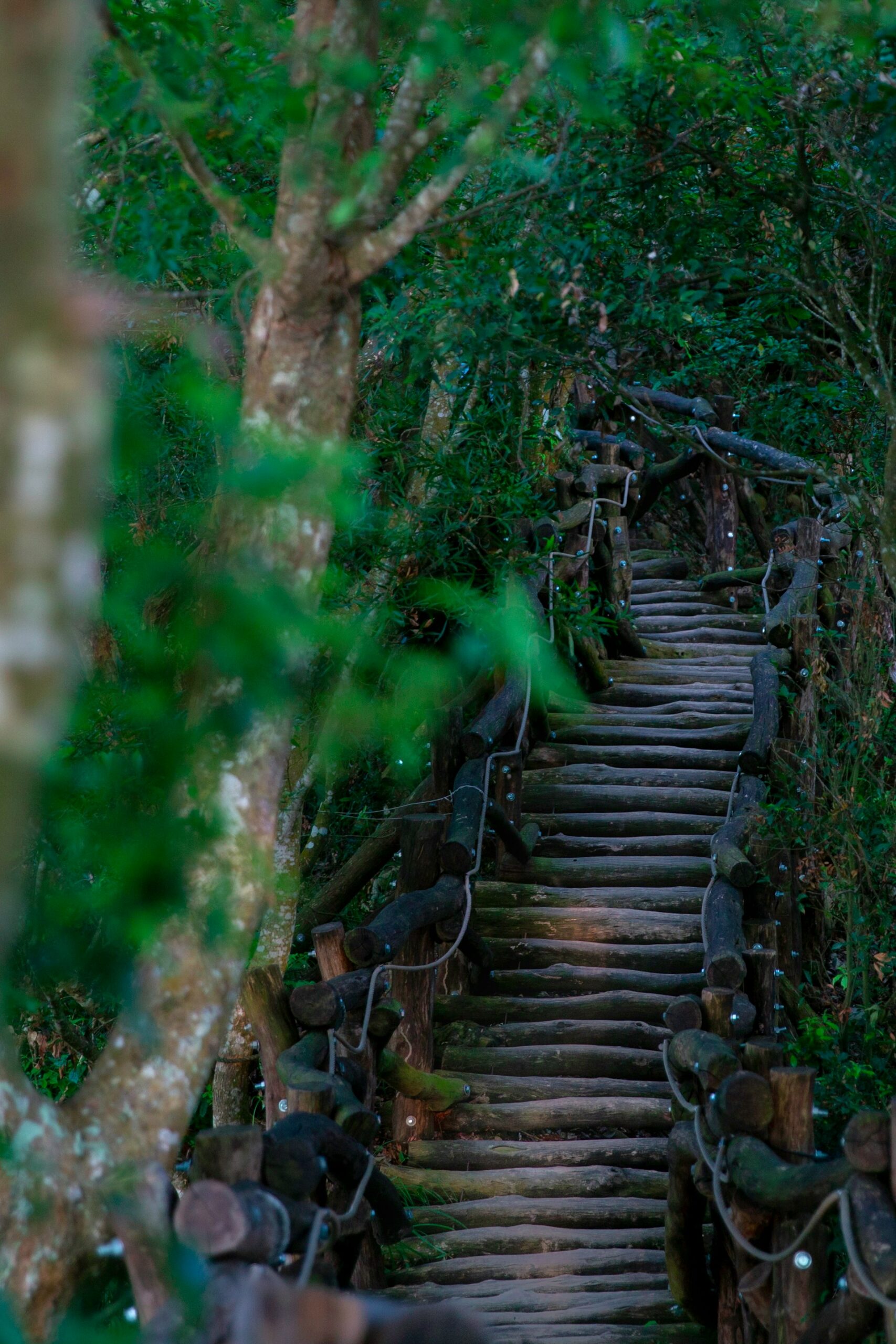 You are currently viewing Découvrir Taichung : Entre Brumes de Bambous et Couleurs Éclatantes