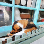Mon escapade au village des chats de Houtong : Mode d’emploi d&rsquo;un paradis félin à Taïwan