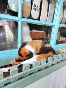 Lire la suite à propos de l’article Mon escapade au village des chats de Houtong : Mode d’emploi d&rsquo;un paradis félin à Taïwan