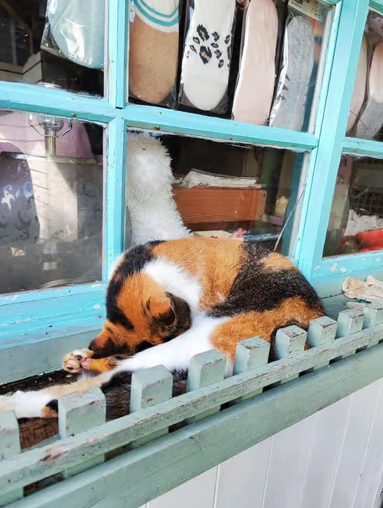 Mon escapade au village des chats de Houtong : Mode d’emploi d&rsquo;un paradis félin à Taïwan